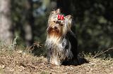 YORKSHIRE TERRIER 199